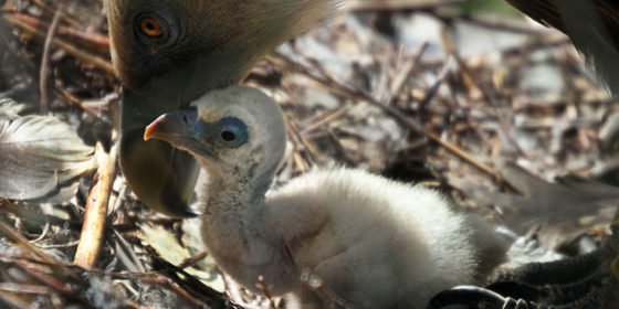 Gay vulture couple are raising a chick in an Amsterdam zoo