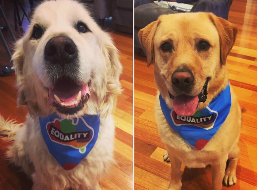 Australian Marriage Equality Dogs