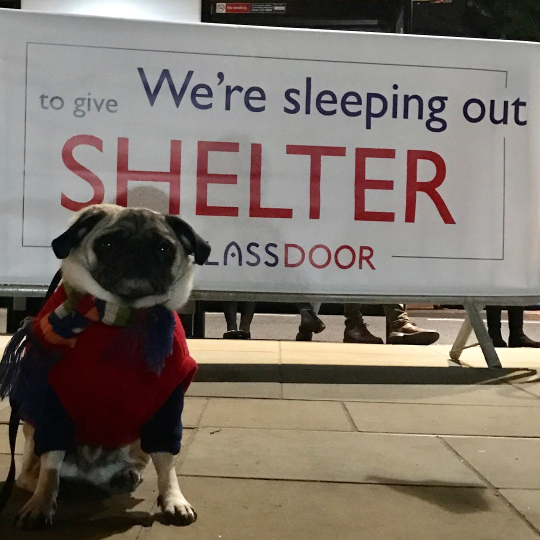 Doug on his night out raising money for Glass Door in London | Photo @dougthetherapypugdog Instagram