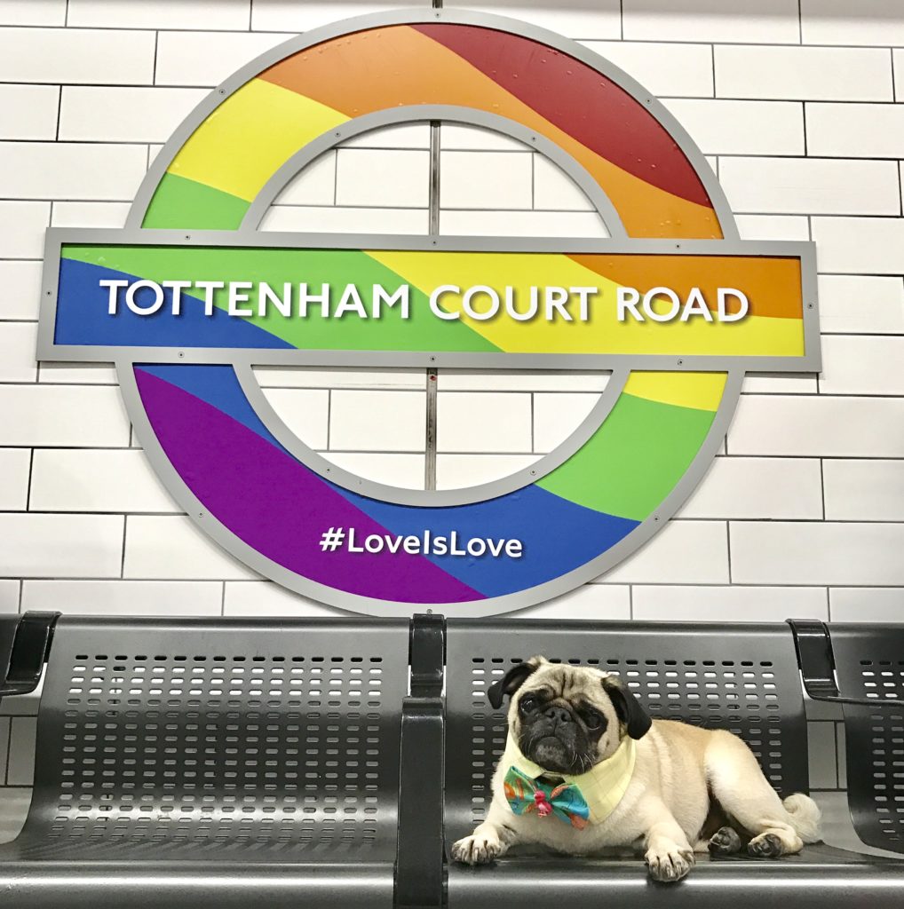 Doug on his way home from a busy day at London Pride | Photo: Pets as Therapy