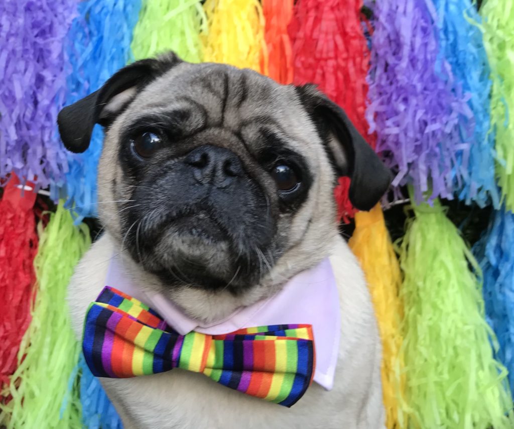 'Yes, I do love rainbows.' | Photo: Pets as Therapy