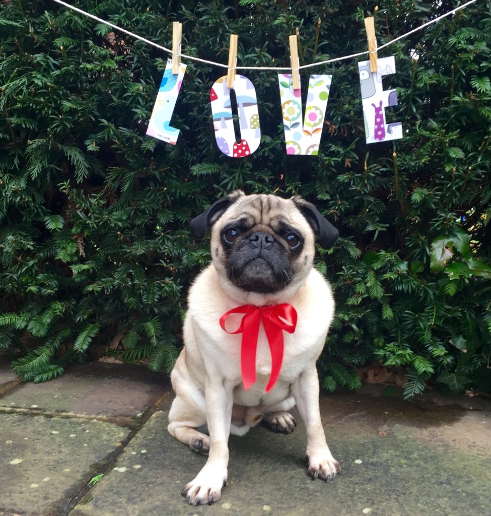 Even Doug knows that #LoveWins in the end | Photo: Pets as Therapy