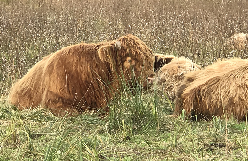 Highland cattle relax in a meadow.