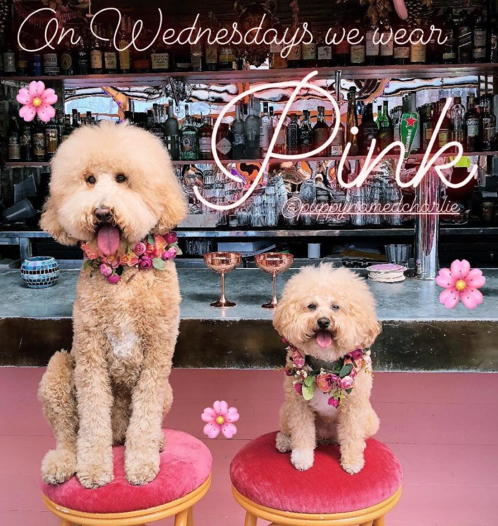 These dogs are So Fetch | Photo: Provided to Gay Star News by @HotDudesWithDogs Instagram