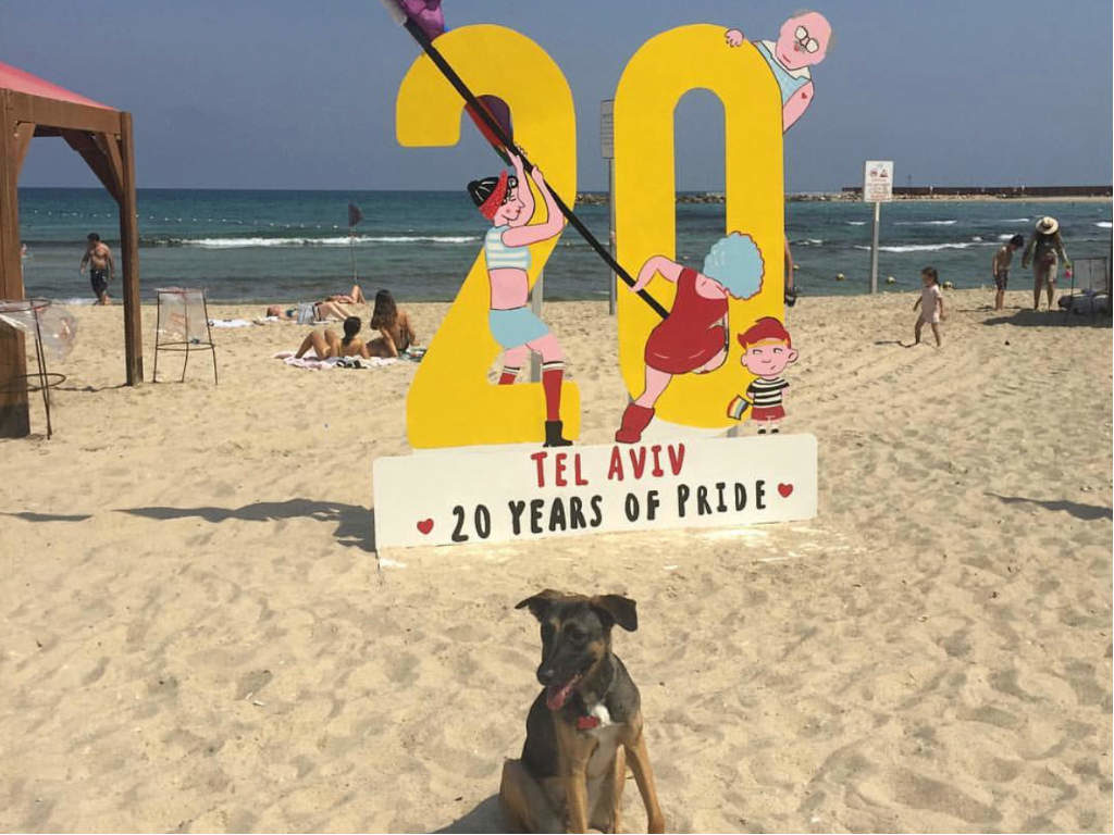 A dog celebrating Tel Aviv 20th pride on the beach