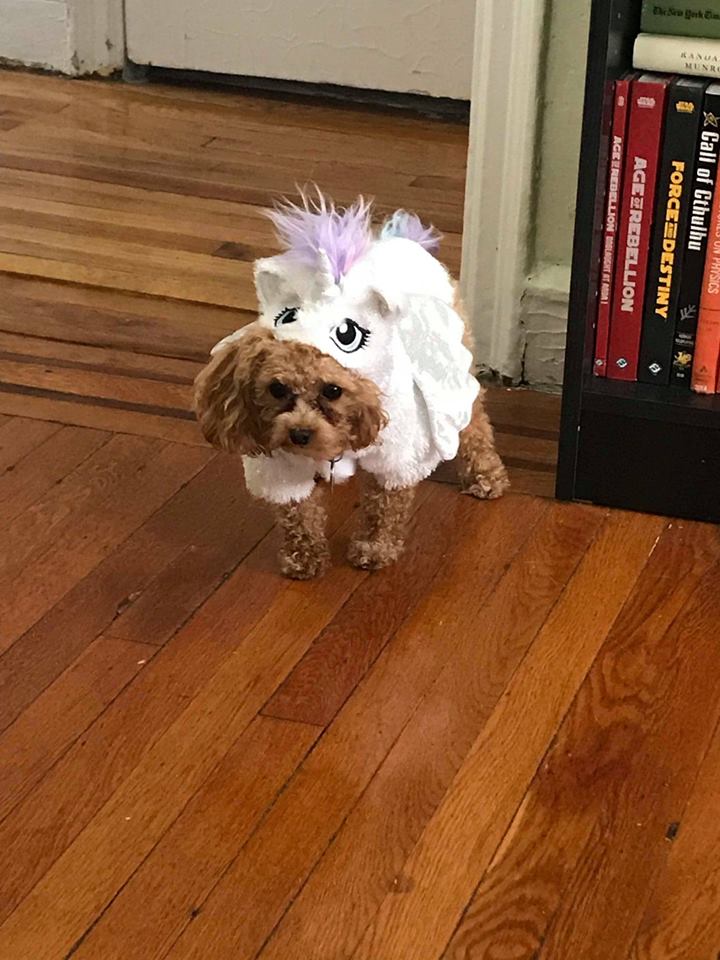 My puppy, Lily, dressed in her unicorn costume